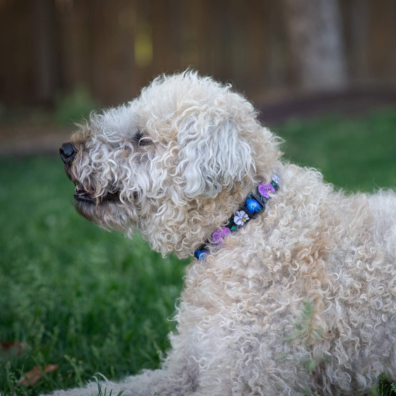 Floral Flower Dog Collar (Medium, Orchid)
