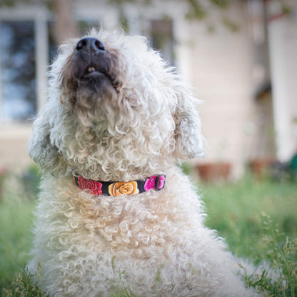 Floral Flower Dog Collar (Medium, Rose)